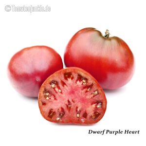 Dwarf Purple Heart